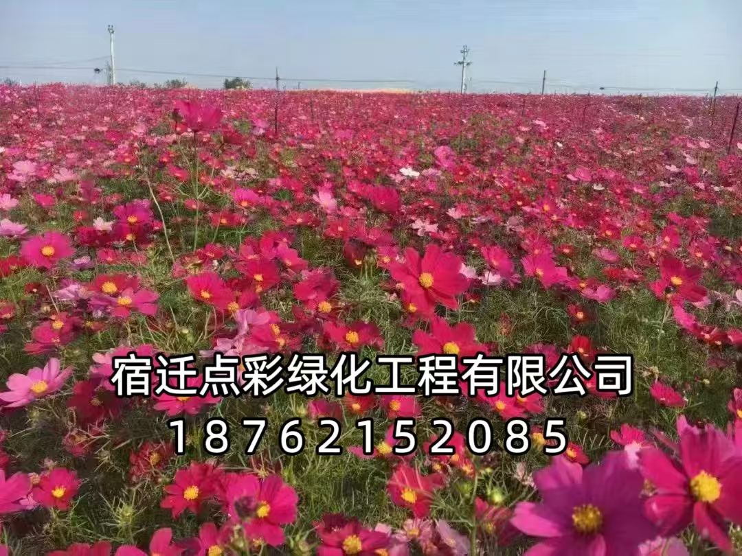 波斯菊