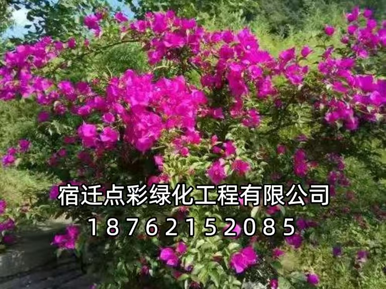 胡枝子
