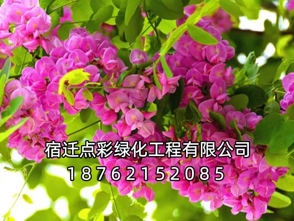紫穗槐