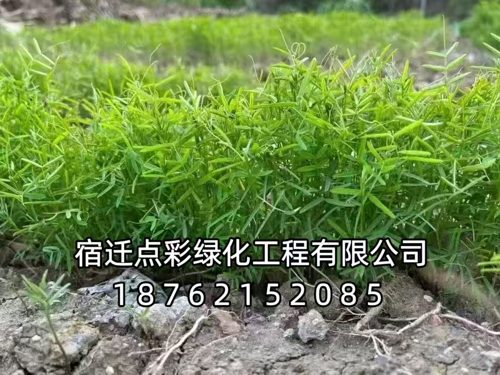 毛叶苕子