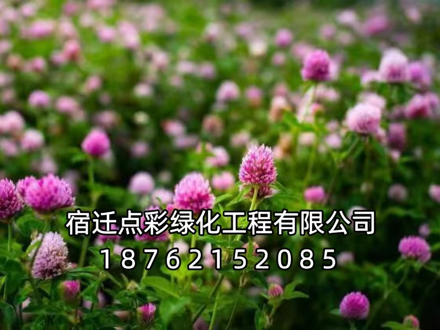【宿迁市泗洪县】城市公园、市政口袋公园草坪、花境种子供应