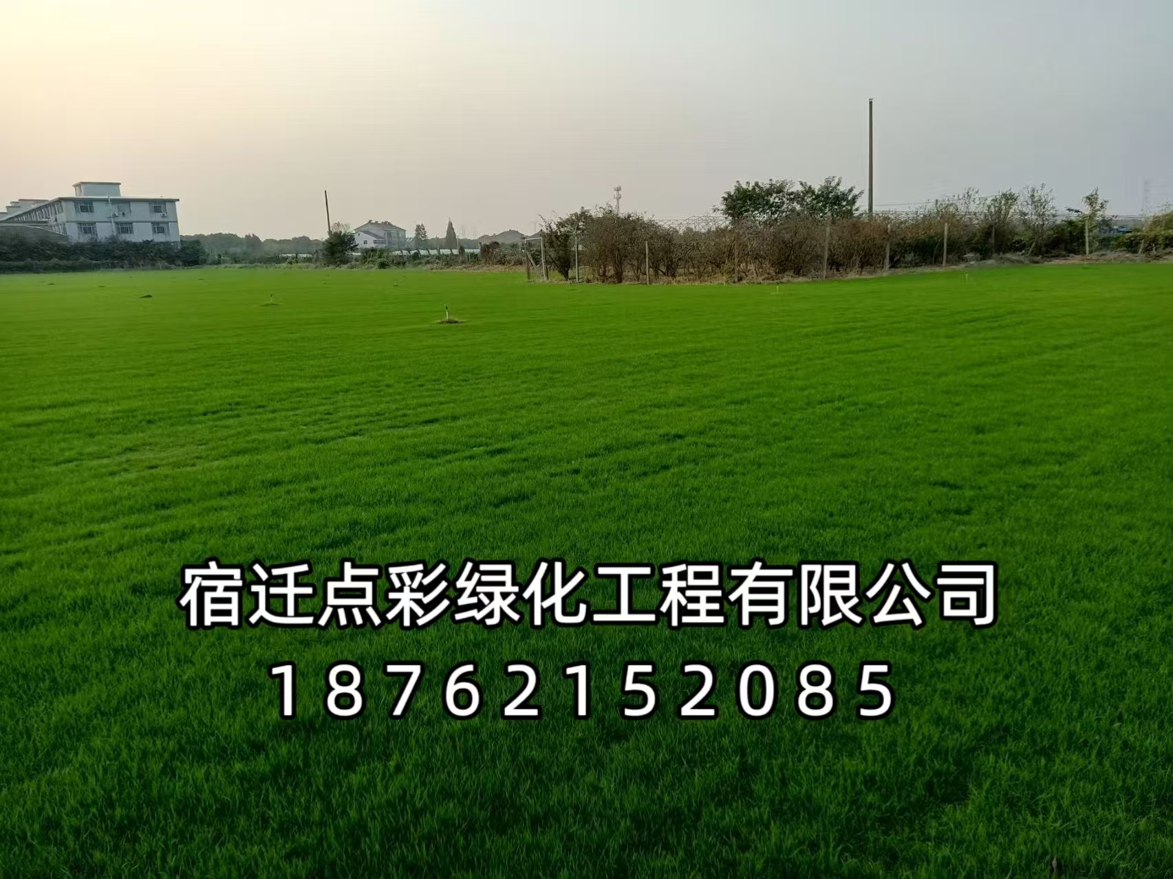黑麦草