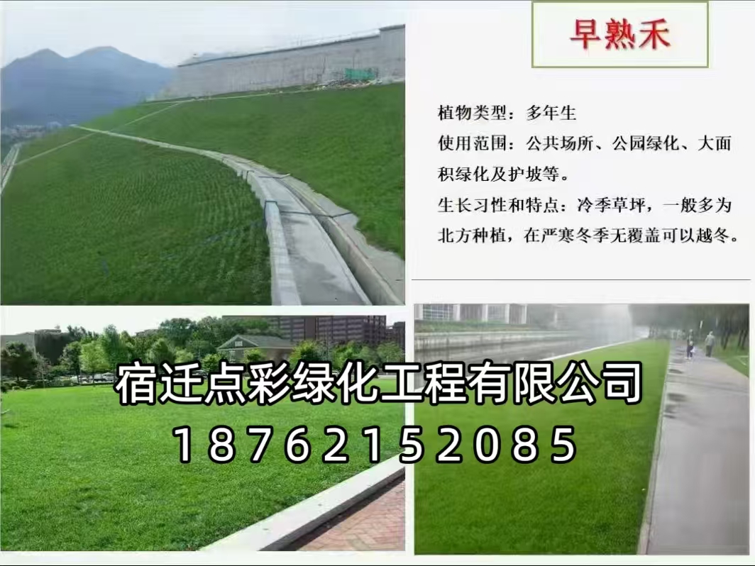 早熟禾