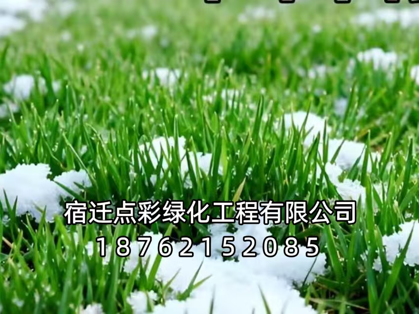 高羊茅