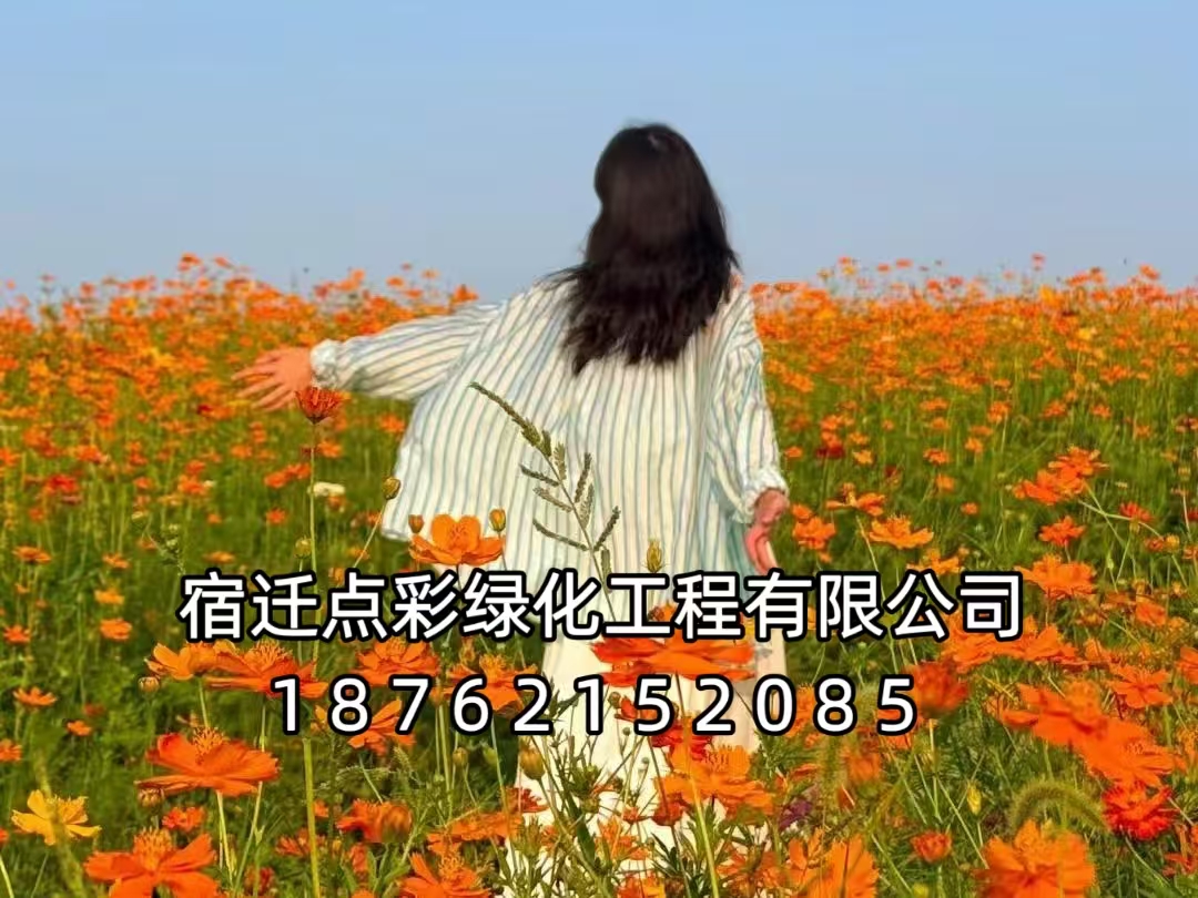 【宿迁市泗洪县】美丽乡村网红花海项目