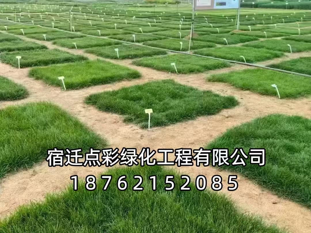 【宿迁市泗洪县】高标准农田、农田改良项目