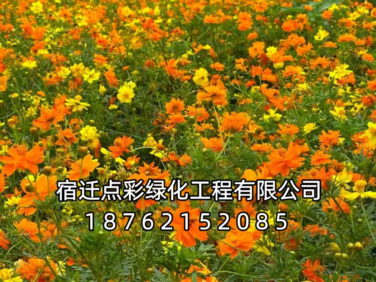 硫华菊