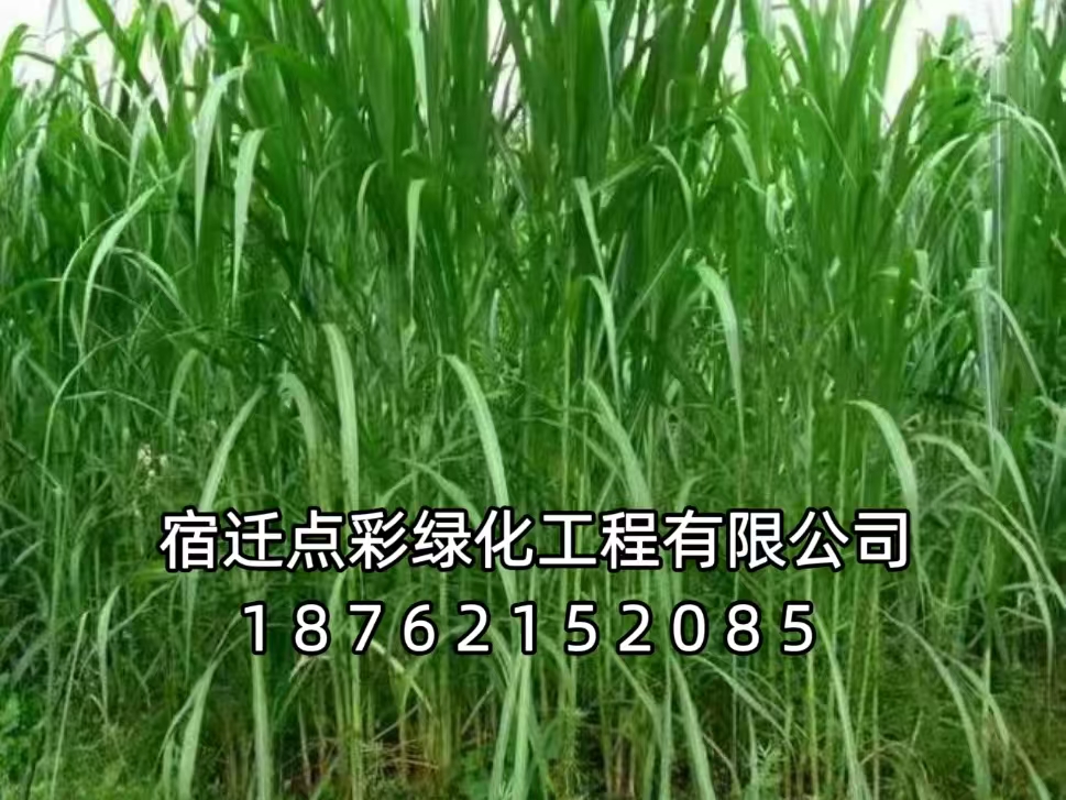 苏丹草
